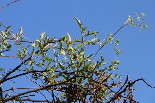 Clematis orientalis, 2026-10-17
