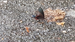 Papilio bianor thrasymedes