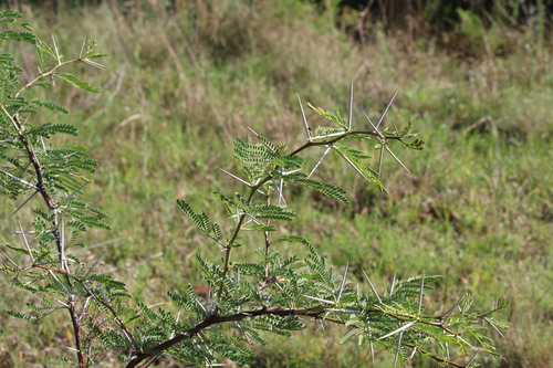 Vachellia karroo, 2026-10-17