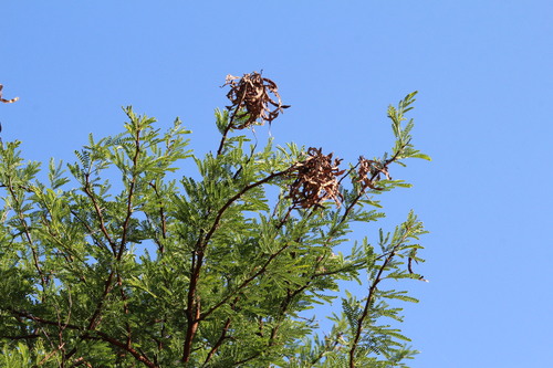 Vachellia karroo, 2026-10-17