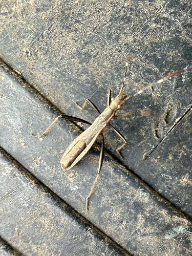 Micrelytra fossularum