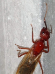 Camponotus inaequalis