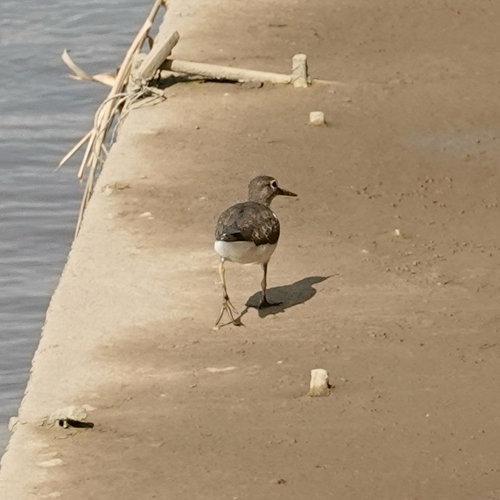 Common Sandpiper