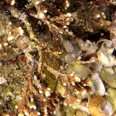 Amphiroa anceps