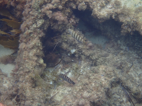 Thalassoma septemfasciatum observed 2026-10-14