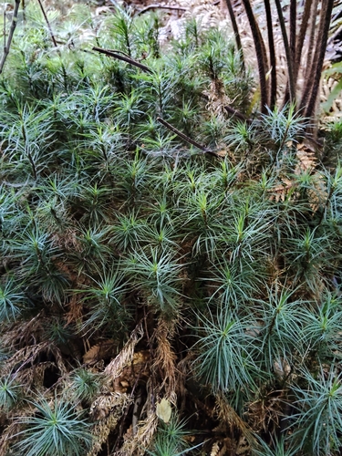 Dawsonia observed 2026-10-17