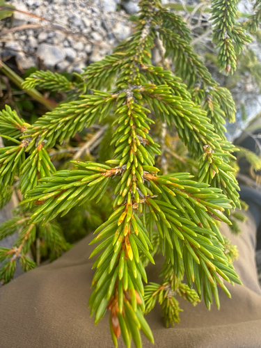 Norway spruce