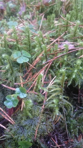 rough goose neck moss