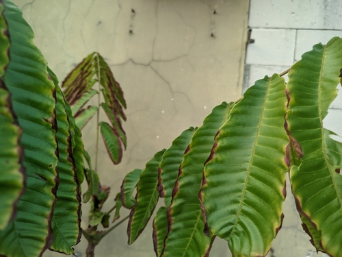Pometia pinnata observed 2026-10-17