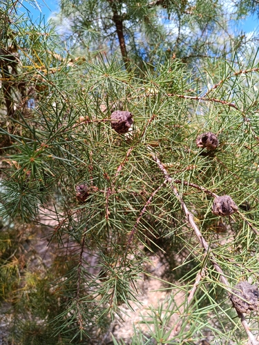 Hakea decurrens physocarpa