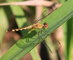 Erythrodiplax paraguayensis