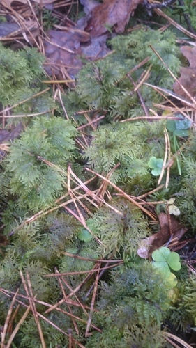 stairstep moss