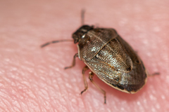 Neottiglossa pusilla