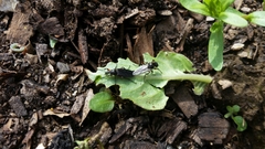 Bibio femoratus