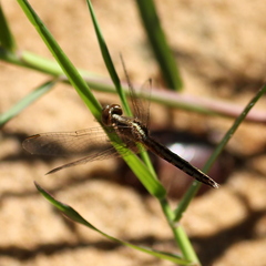 Erythrodiplax paraguayensis
