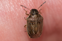 Neottiglossa pusilla