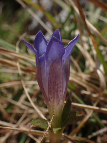 Gentiana scabra observed 2026-10-17