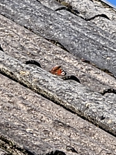 European Peacock Butterfly