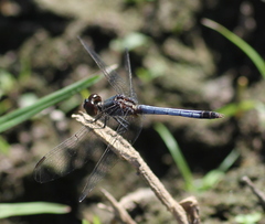 Erythrodiplax paraguayensis