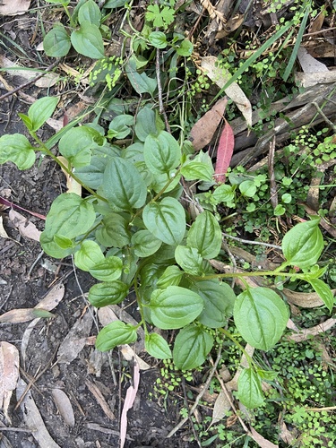 Hackelia latifolia, 2026-10-17