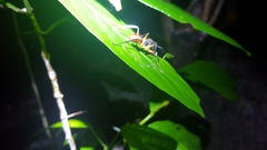 Dinomyrmex gigas borneensis