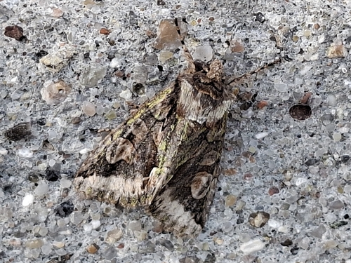 Green-brindled Crescent