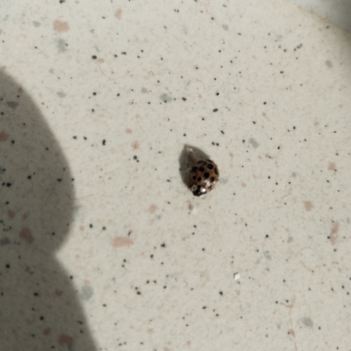 Asian Lady Beetle