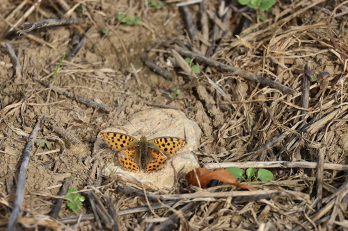 Queen of Spain Fritillary