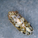 Sardius argus - Photo (c) Paul Bowyer, some rights reserved (CC BY-NC), uploaded by Paul Bowyer