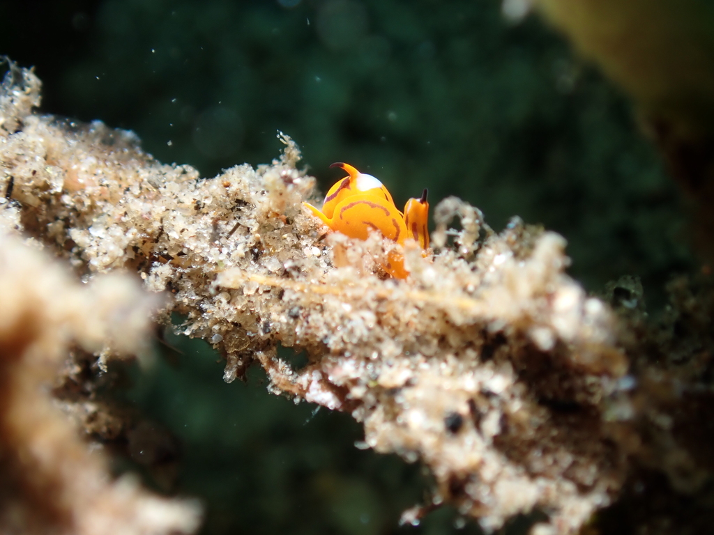 Siphopteron tigrinum