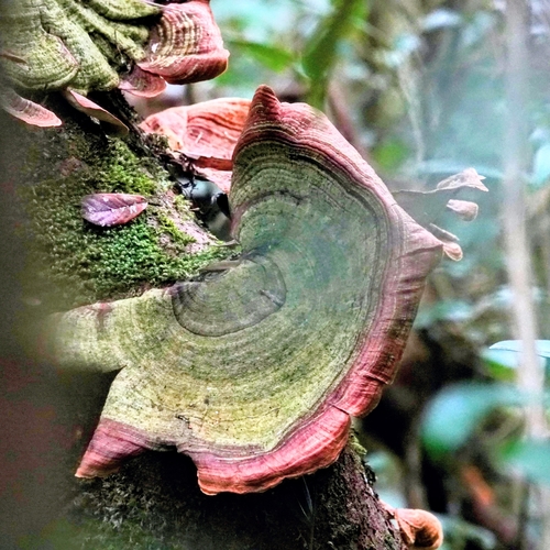 Stereum ostrea observed 2026-10-17