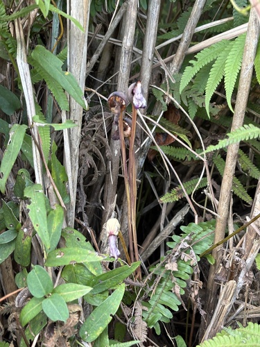 Aeginetia indica observed 2026-10-17