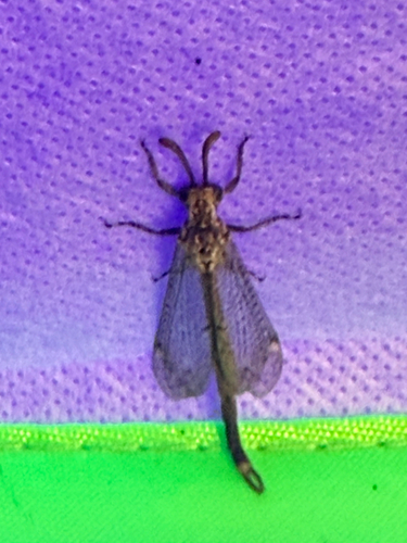 Sacken's Antlion