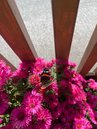 Red Admiral