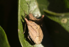 Euschistus cornutus