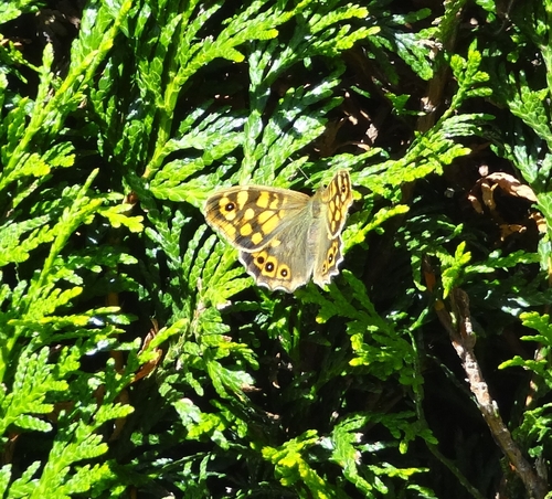 Speckled Wood