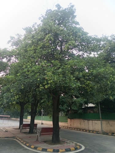 Alstonia scholaris observed 2026-10-17