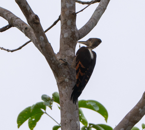 Reinwardtipicus validus observed 2026-09-15