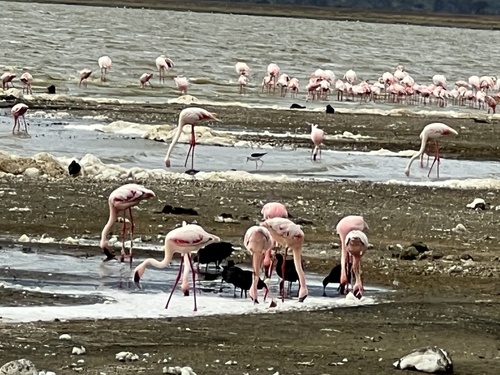 iNaturalist image