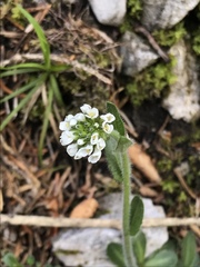 Arabis ciliata