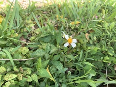 Bidens alba