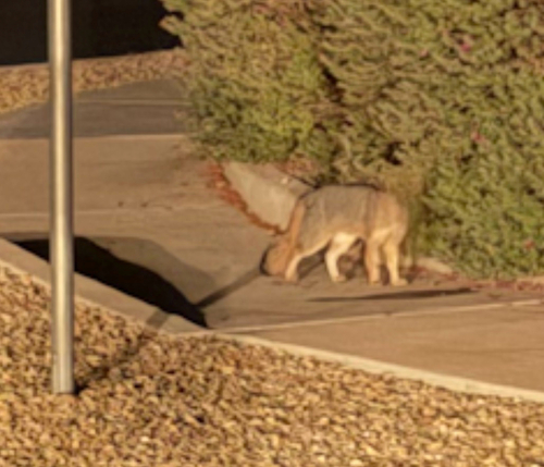 Gray Fox observed by sdeger