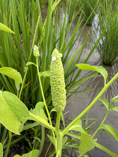 Sphenoclea zeylanica observed 2026-10-17