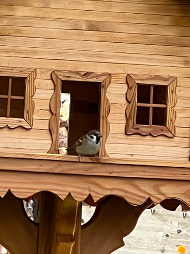 Eurasian Tree Sparrow