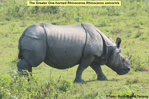 Rhinoceros unicornis, 2026-10-16