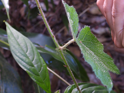Rubus alceifolius observed 2026-10-17