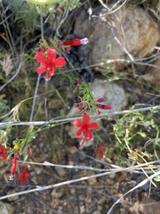 Ipomopsis tenuifolia