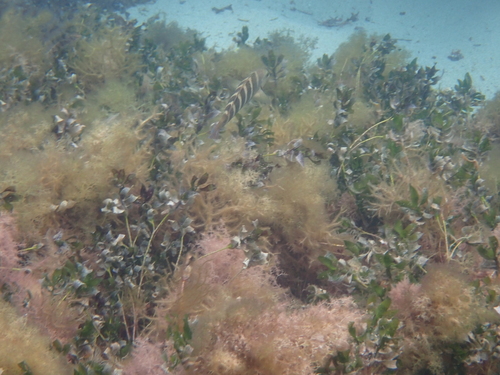 Thalassoma septemfasciatum observed 2026-10-15