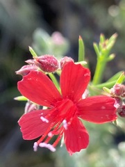 Ipomopsis tenuifolia