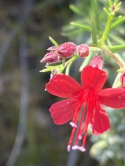 Ipomopsis tenuifolia